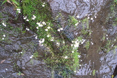 Utricularia striatula